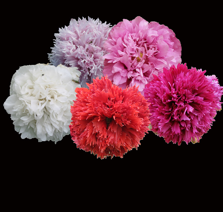 Papaver paeoniflorum <p> Mixed Doubles <p>MIXED PEONY POPPIES <p>Syn. P. somniferum cv. paeoniflorum <p>No TAS</p>