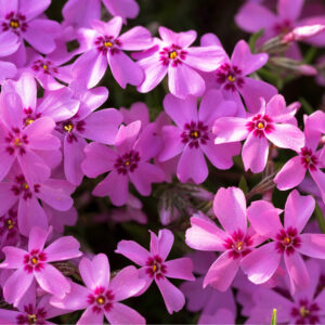 Phlox pilosa <p>PRAIRIE PHLOX</p>