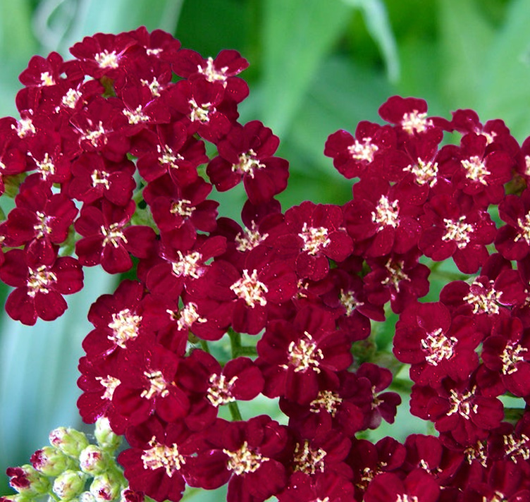 Achillea millefolium ‘Cassis’WINE YARROW - SeedScape