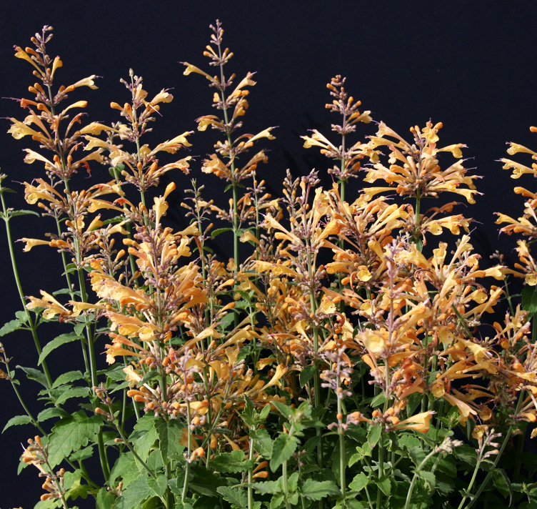 Agastache aurantiaca <p>‘Peach Margarita’ <p>PEACH MARGARITA AGASTACHE</p>