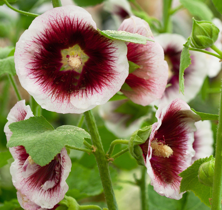 Alcea rosea 'Creme de Cassis' CREME DE CASSIS HOLLYHOCKS - SeedScape