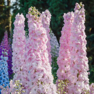 Delphinium elatum <p>'Pink Blush'<p><p>PINK BLUSH DOWDESWELL DELPHINIUM</p>