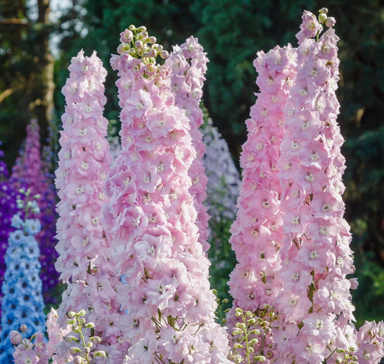 Delphinium elatum <p>'Pink Blush' <p>PINK BLUSH DOWDESWELL DELPHINIUM</p>