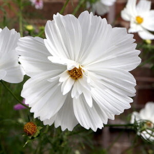 Cosmos bipinnatus <p>‘Fizzy White’ <p>FIZZY WHITE COSMOS</p>