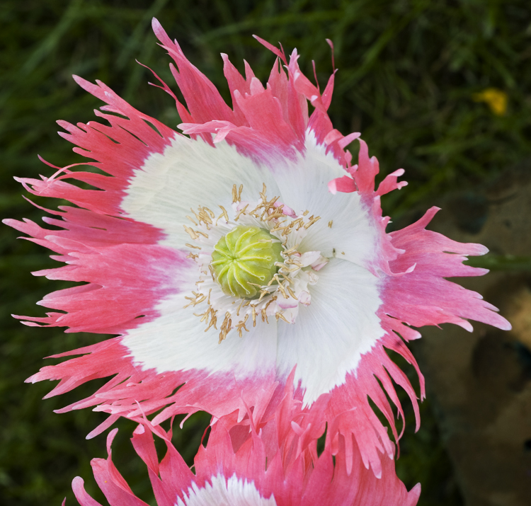 Papaver laciniatum <p>‘Pink Fizz’ <p>PINK FIZZ <p>FEATHER POPPY <p>Syn. P. somniferum var. laciniatum 'Pink Fizz' <p>No Tas</p>