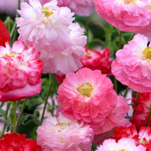 Papaver rhoeas <p>'Supreme' <p>SUPREME SHIRLEY POPPIES</p>