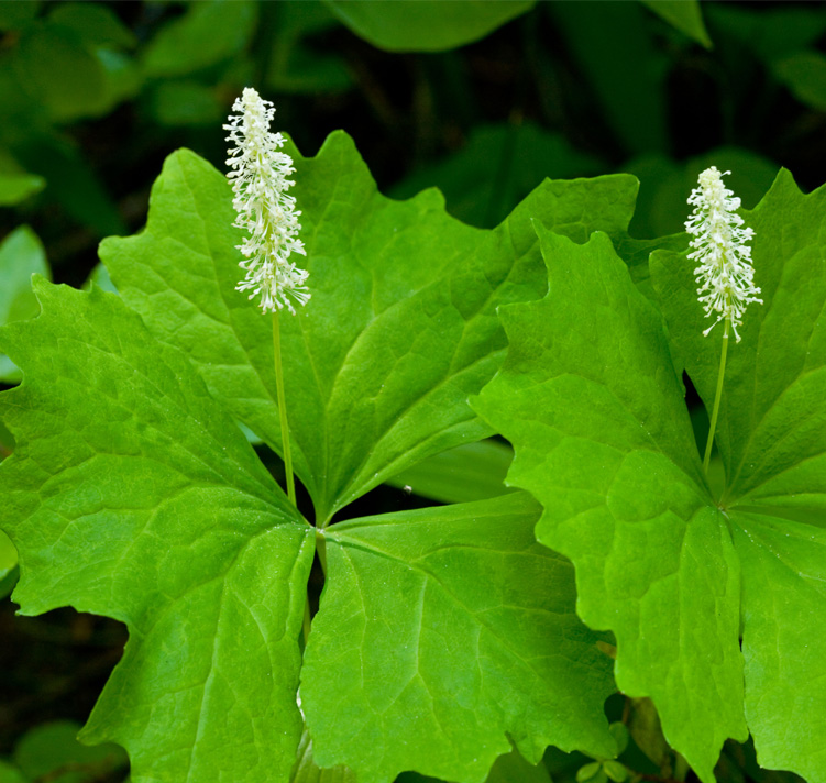 Achlys triphylla <p>VANILLA LEAF</p>