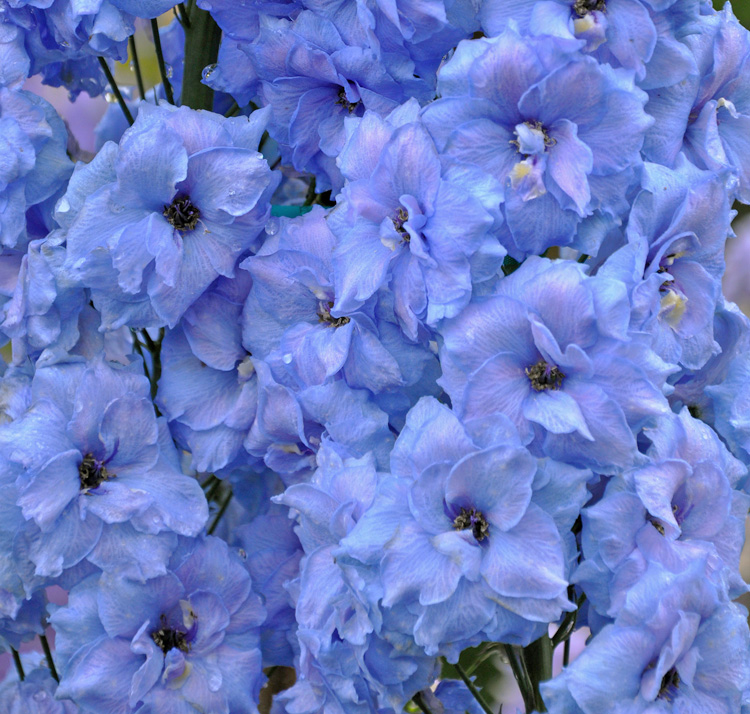 Delphinium elatum <p>'Blue Lace' <p>BLUE LACE DOWDESWELL DELPHINIUMS</p>