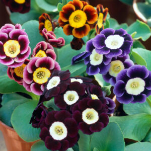Primula x pubescens <p>'Kaleidoscope'<p> GARDEN AURICULAS MIX <p>No WA</p>