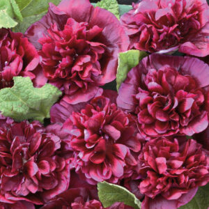 Alcea rosea <p>'Blackberry'<p><p>BLACKBERRY DOUBLE HOLLYHOCK</p>