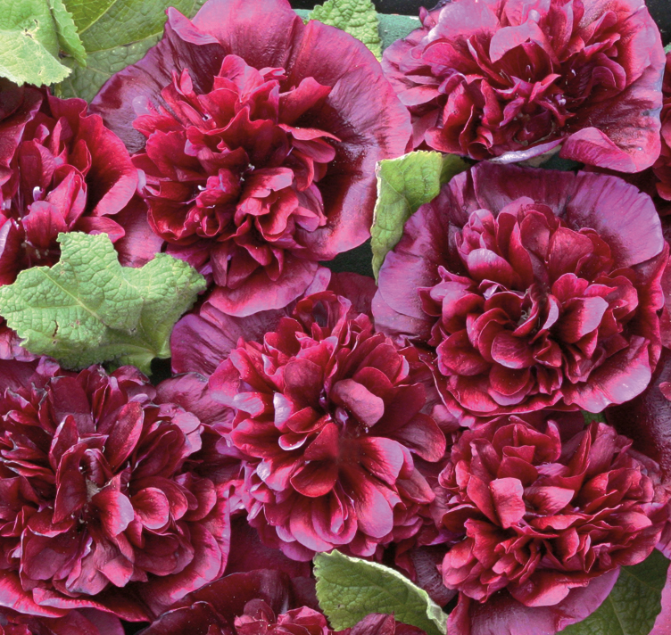 Alcea rosea <p>'Blackberry' <p>BLACKBERRY DOUBLE HOLLYHOCKS</p>