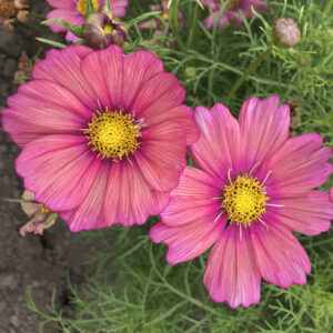 Cosmos bipinnatus <p>'Xsenia' <p>XSENIA TERRACOTTA COSMOS</p>