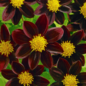 Dahlia variabilis <p>'Black Beauty' <p>BLACK BEAUTY DAHLIAS</p>