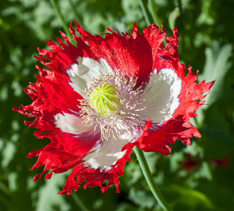 Papaver paeoniflorum <p>'Danish Flag' <p>DANISH FLAG POPPIES <p>Syn. P. somniferum cv. paeoniflorum <p>No TAS</p>
