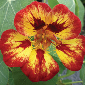 Tropaeolum majus <p>'Orchid Flame' <p>ORCHID FLAME NASTURTIUM</p>