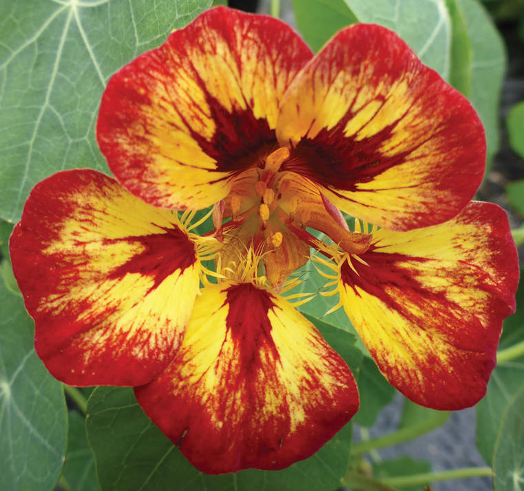 Tropaeolum majus <p>'Orchid Flame' <p>ORCHID FLAME NASTURTIUMS</p>