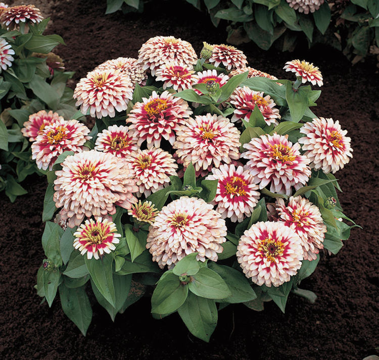 Zinnia elegans <p>'Swizzle Cherry & Ivory' <p>CHERRY & IVORY ZINNIAS</p>