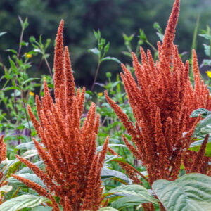 Amaranthus cruentus <p>'Hot Biscuits' <p>HOT BISCUITS AMARANTH</p>