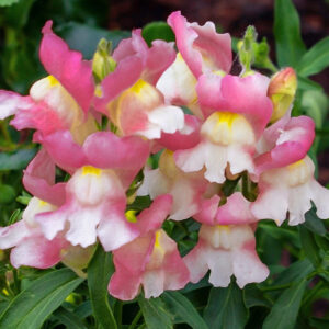 Antirrhinum majus <p>‘Snapshot Coral Bicolor’<p><p>CORAL & CREAM DWARF SNAPPIES</p>