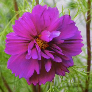 Cosmos bipinnatus <p>‘Fizzy Purple’ <p>FIZZY PURPLE COSMOS</p>