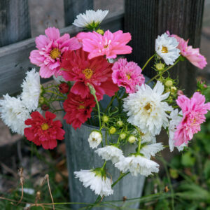 Cosmos bipinnatus <p>‘Psyche Double Mix’ <p>PSYCHE DOUBLE COSMOS</p>