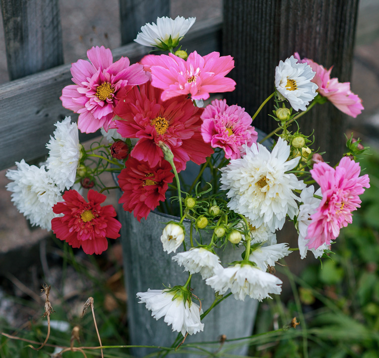 Cosmos bipinnatus <p>‘Psyche Double Mix’ <p>PSYCHE DOUBLE COSMOS</p>