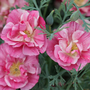 Eschscholzia californica <p>'Frilly Fun Appleblossom' <p><p>FRILLY PINK DOUBLE CALIFORNIAN POPPY</p>