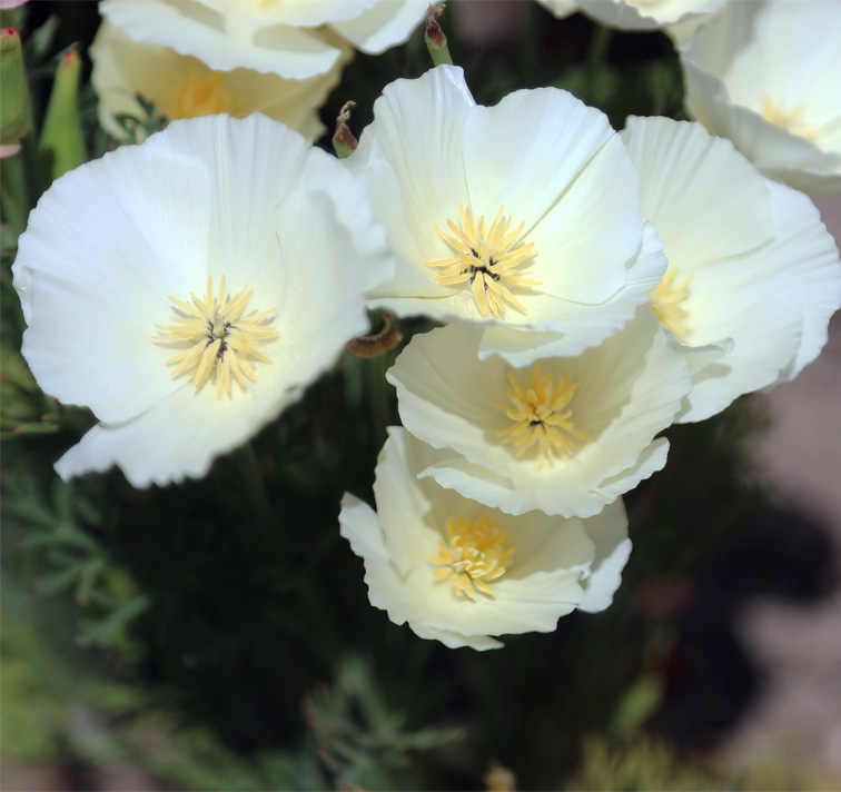 Eschscholzia californica <p>'Ivory Castle' <p>IVORY CALIFORNIAN POPPIES</p>