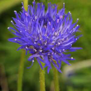 Jasione laevis <p>'Blaulicht' <p><p>BLUE LIGHTS</p>
