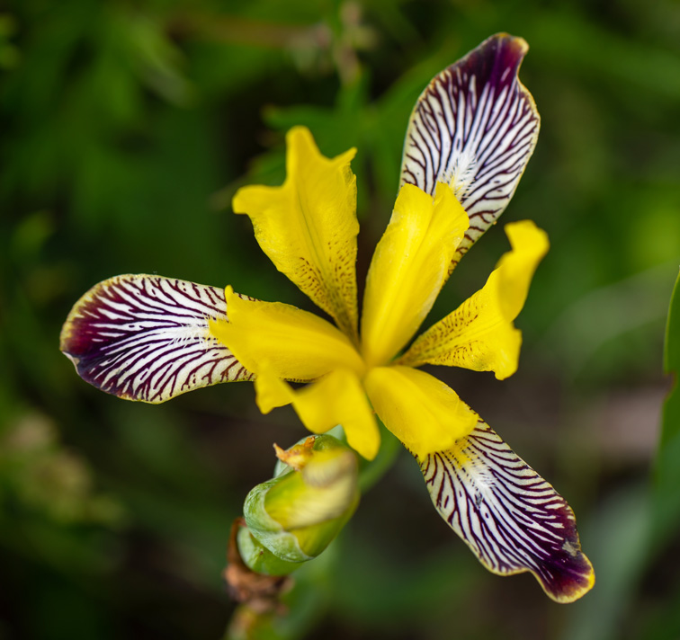 Iris variegata <p>HUNGARIAN IRIS <p>Syn. I. reginae
