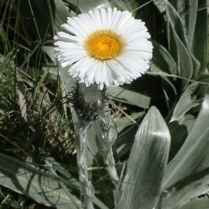 Celmisia semicordata <p><p>N.Z. TIKUMU DAISY</p>
