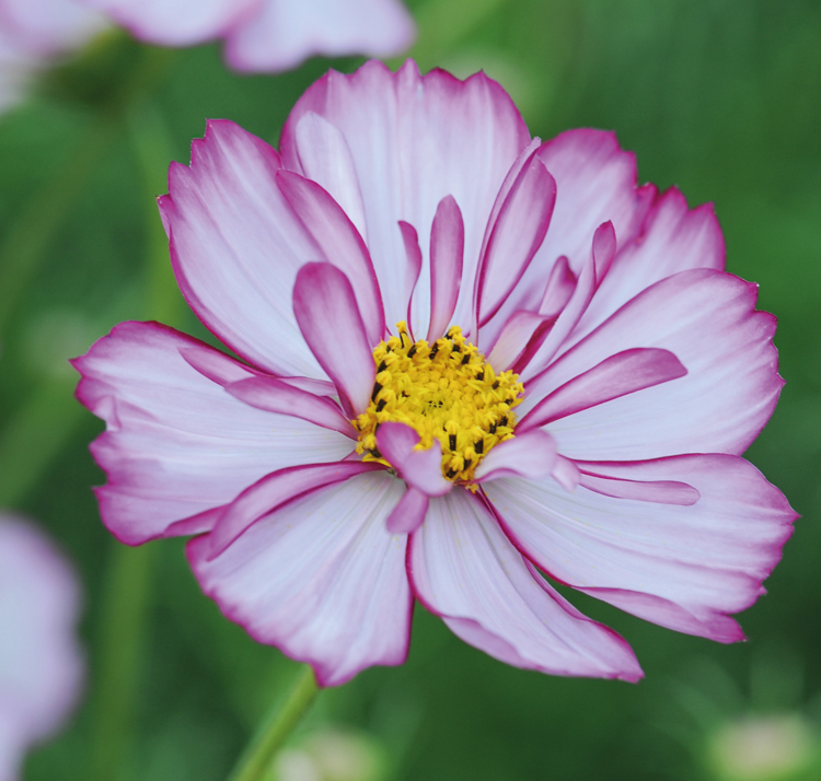 Cosmos bipinnatus <p>‘Sweet Sixteen’ <p>SWEET SIXTEEN COSMOS</p>