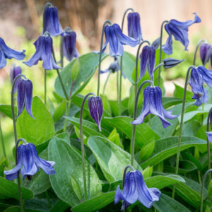 Clematis integrifolia <p>'Blue Ribbons' <p>BLUE RIBBONS <p>BUSH CLEMATIS</p>