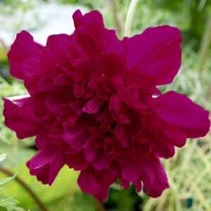 Cosmos bipinnatus <p>‘Double Click Cranberries’ <p>DOUBLE CRANBERRY COSMOS</p>