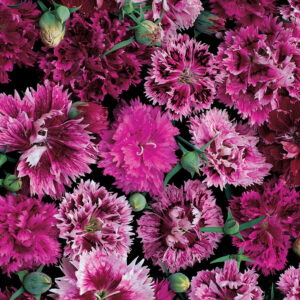 Dianthus chinensis var. heddewigii 'Victoriana' VICTORIANA DIANTHUS