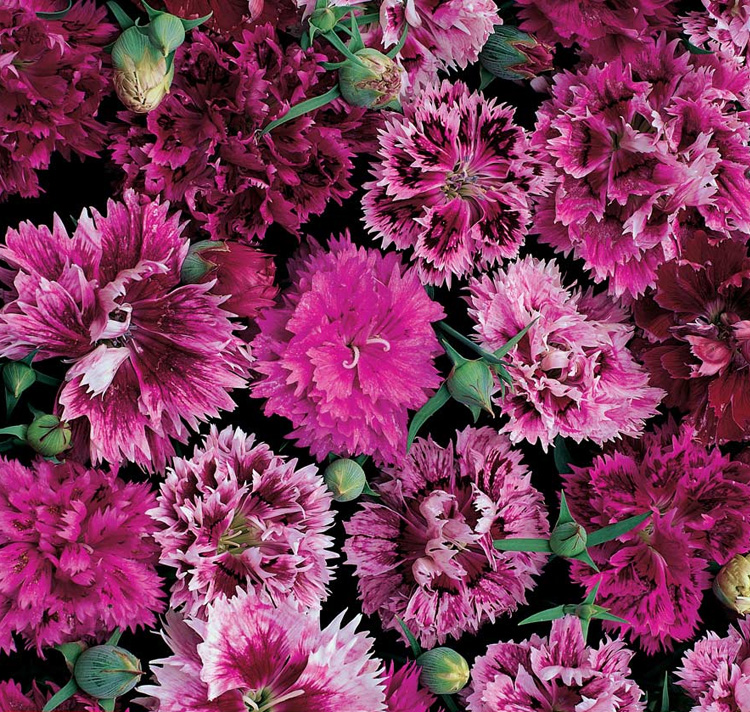 Dianthus chinensis var. heddewigii 'Victoriana' VICTORIANA DIANTHUS