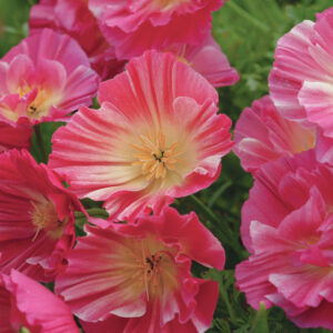 Eschscholzia californica 'Rose Chiffon' ROSE CHIFFON CALIFORNIAN POPPY