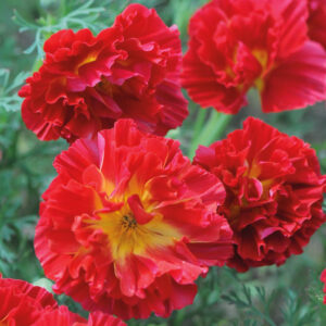 Eschscholzia californica <p>'Cherry Swirl' <p><p>CHERRY DOUBLE CALIFORNIAN POPPIES</p>