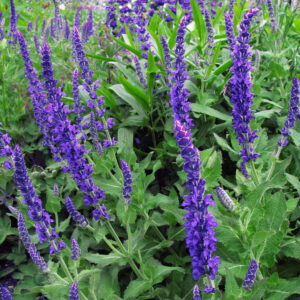 Salvia nemorosa 'Blaukonigin' BLUE QUEEN SAGE