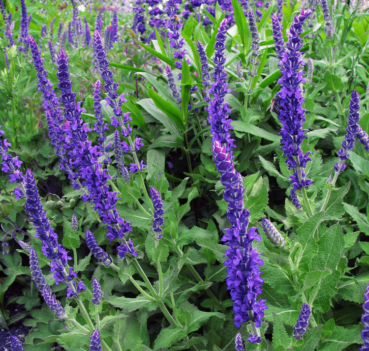 Salvia nemorosa 'Blaukonigin' BLUE QUEEN SAGE