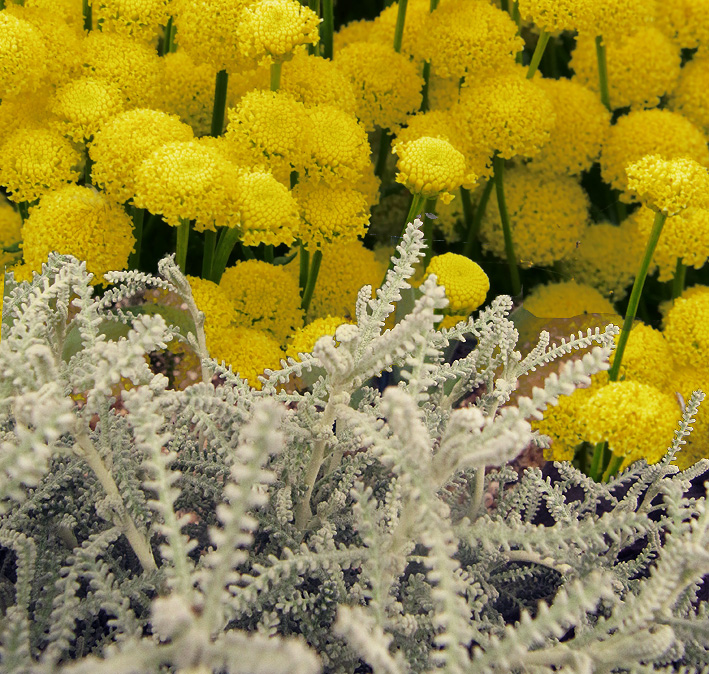 Santolina chamaecyparissus <p>ssp. tomentosa 'Santa'<p>SANTA COTTON LAVENDER</p>