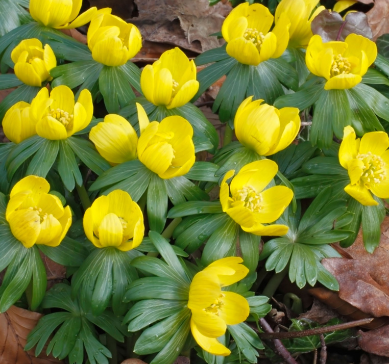 Eranthis hyemalis <p>WINTER ACONITE</p>