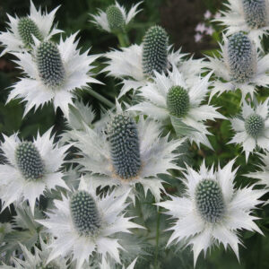 Eryngium giganteum <p>'Miss Willmott's Ghost' <p> MISS WILLMOTT'S GHOST SEA HOLLY <p>BULK <p>FLOWER FARMER'S PACK</p>