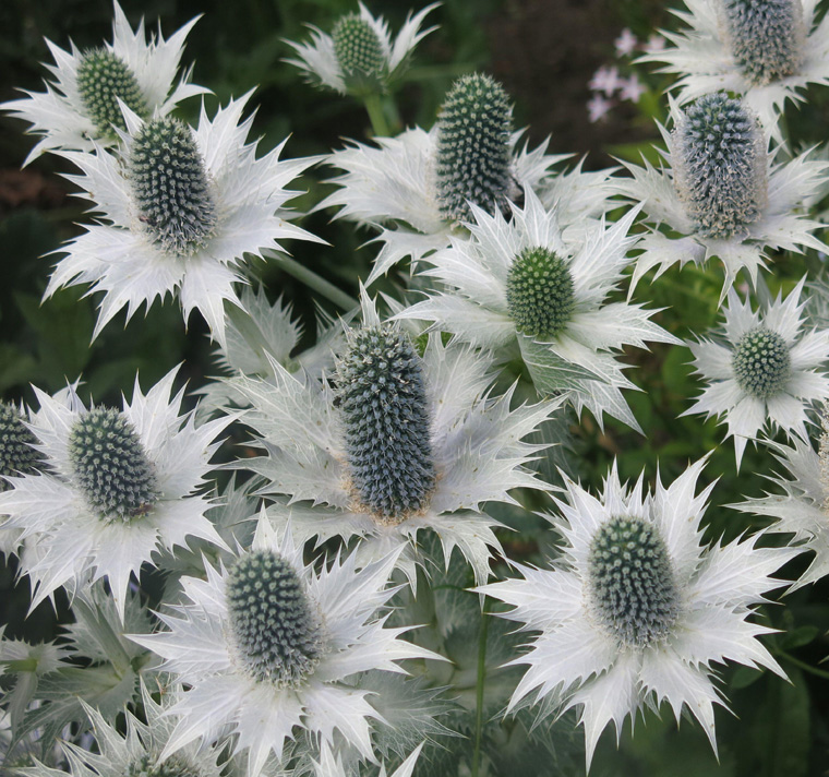 Eryngium giganteum <p>'Miss Willmott's Ghost' <p> MISS WILLMOTT'S GHOST SEA HOLLY <p>BULK <p>FLOWER FARMER'S PACK</p>