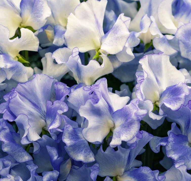 Lathyrus odoratus <p>'Spencer Blue Ripple' <p>SPENCER BLUE RIPPLE SWEET PEAS</p>