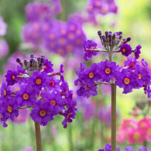 Primula Beesiana. Candelabra Primrose. Candelabra Primula flowers