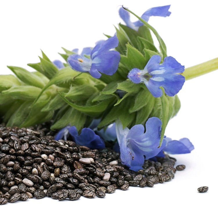 Salvia hispanica <p>CHIA SEED SUPERFOOD</p>