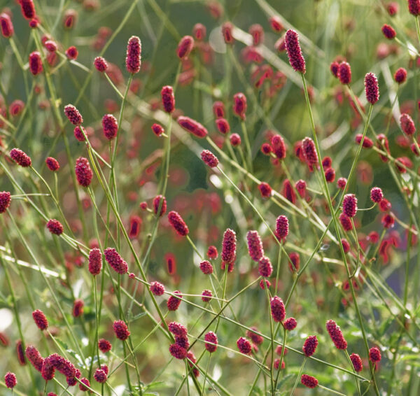 Sanguisorba officinalis <p>'Little Red Tanna'<p>LITTLE RED TANNA BURNET <p>No WA</p>