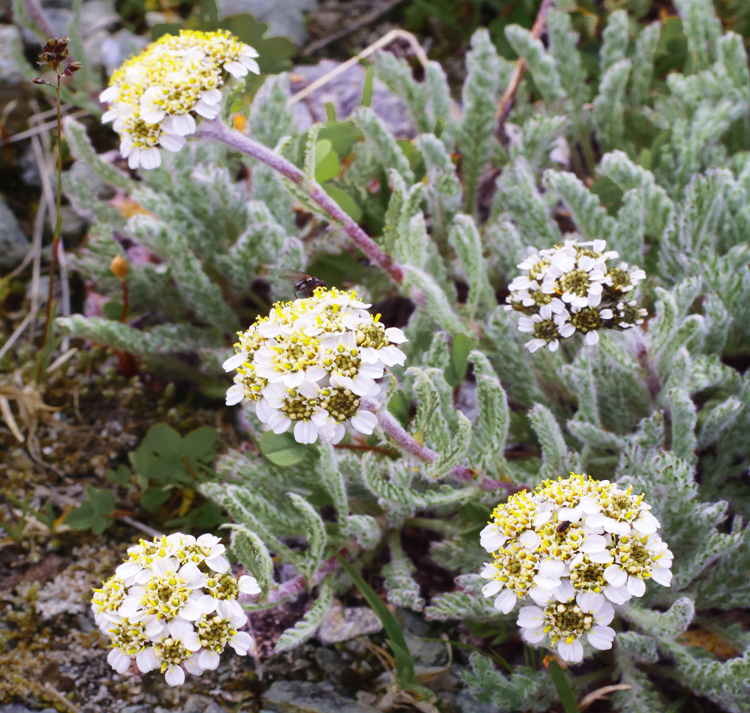 Achillea nana DWARF WHITE WOOLY YARROW