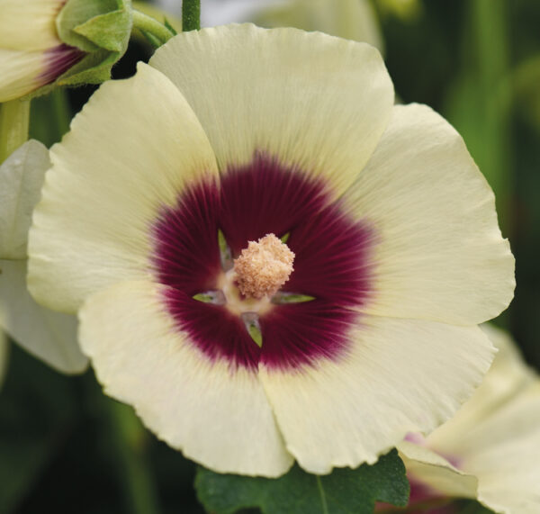 Alcea rosea 'Halo Cream' HALO CREAM HOLLYHOCKS - SeedScape
